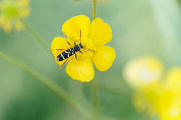 Longhorned beetle Clytus arietis sitting on a yellow flower in spring