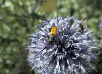 Tawny Leptura (Stictoleptura fulva) on a Globe Thistle
