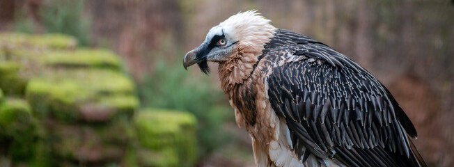 Close-up of a bearded vulture