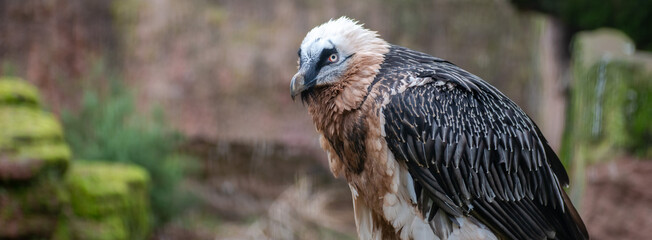 Close-up of a bearded vulture