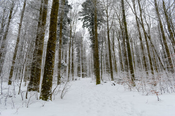 Fototapeta premium La neige à la montagne