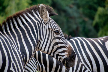 Fototapeta na wymiar Zebra in nature park Beekse Bergen in the Netherlands