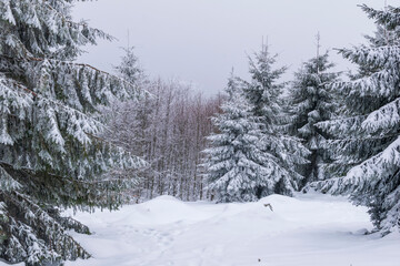 La neige à la montagne