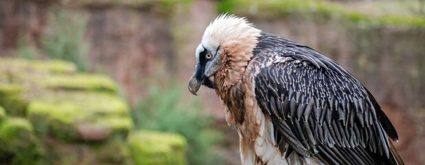 Close-up of a bearded vulture