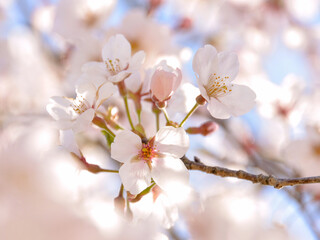 Cherry blossoms in spring