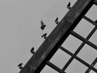 Starlings on a Mill