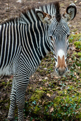 A side view of a zebra