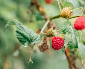 Blurred raspberry bush red and green with web between leaves on branch close-up blurry smooth background. Veins of leaves berries. Nature life organic healthy. Sky green spider web