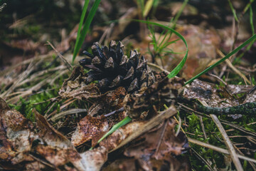 cone