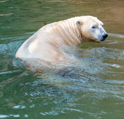A polar bear in the water