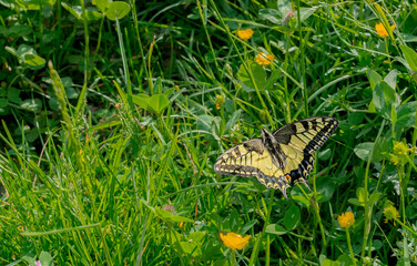 yellow swallowtail butterfly in a meadow among flowers with copy space for text