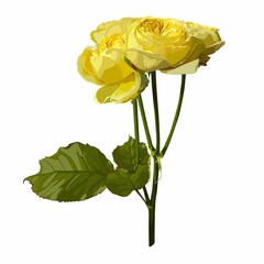 Rose flower, branch of blooming plant. Garden rose isolated for romantic floral decoration, wedding bouquet and valentine greeting card.