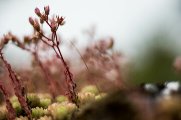 pink flowers