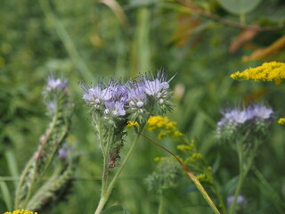 Phacelia die zu den Bienenweiden gehört