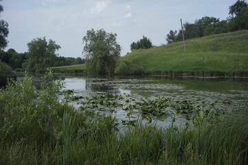 reflection of trees in the water