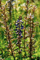 plants in the meadows 