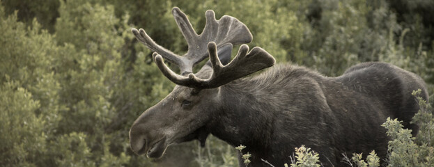 moose 