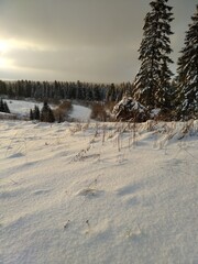 winter landscape with snow