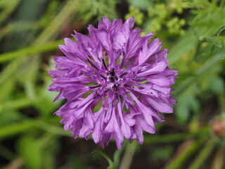 Lila Kornblume in einem Blumenbeet