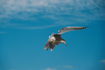 seagull in flight