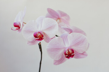 Fototapeta na wymiar Pink Orchid phalaenopsis white background flower