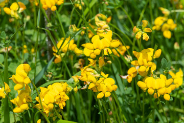 Birds foot trefoil (lotus corniculatus) flowers in bloom