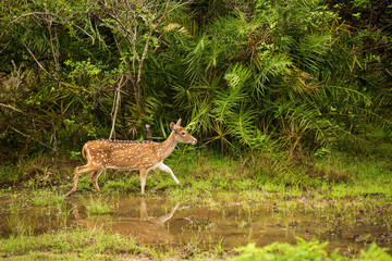 Wild sika deer in Yala National Park, Sri Lanka