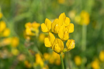 Obraz premium Birds foot trefoil (lotus corniculatus) flowers in bloom