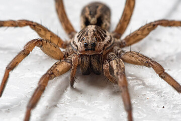 wolf spider