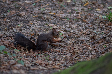 squirrel eating nut