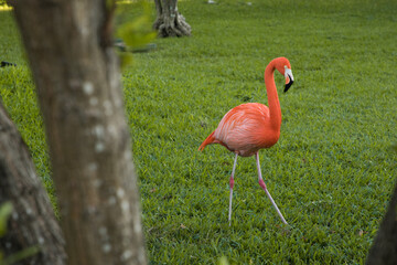 one flamingo walking in nature