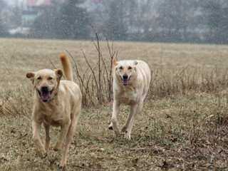 Two Labradors running in snow