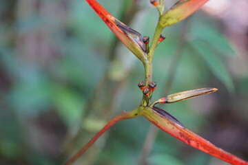 Close-up of the flower of a Strelitzia rainforest plant, wild natural flower without the perfectionism of cultivated garden flowers of this species - near Manaus, Amazon rainforest, Brazil.