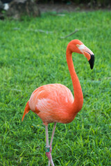 Fototapeta premium one flamingo walking in nature