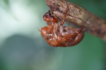 Dry cricket shell, cicada nymph shell, cicada emergence, periodical cicadas. Amazon rainforest, Comunidade Tatuyo, Amazonas, Brazil.