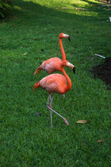 two flamingos walking in nature