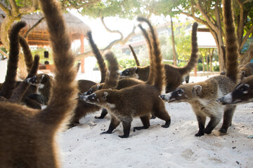 a flock of coati raccoons running on the sand Nasua narica
