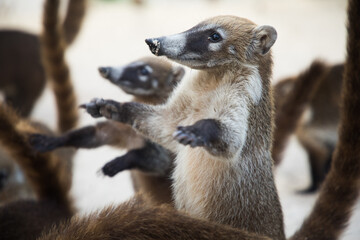 Raccoon coati nosuha Nasua narica in the Yukotan nature