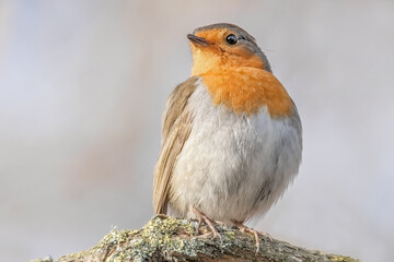 Rotkehlchen auf einem Ast