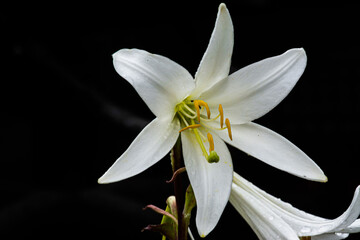 white lily flower