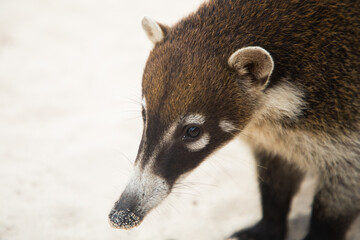 Raccoon coati nosuha Nasua narica in the Yukotan nature