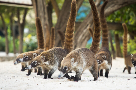 a flock of coati raccoons running on the sand Nasua narica
