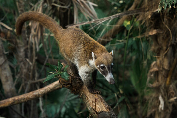 Raccoon coati nosuha Nasua narica in the Yukotan nature