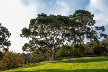 Fototapeta na wymiar Large eucalyptus tree in a park at sunset