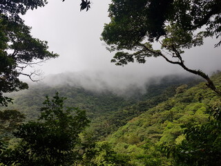 Obraz na płótnie Canvas View of cloud forest in Braulio Carrillo National Park, Costa Rica