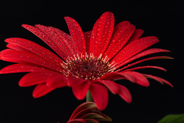 red gerbera flower