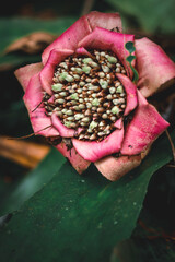 flower in the hand