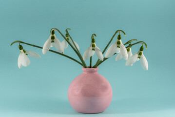 spring crocus flowers