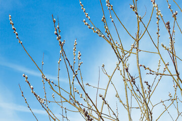 Many willow twigs in spring time on blue sky background. Copy space. Tree branch with buds background, early spring season. Easter backdrop