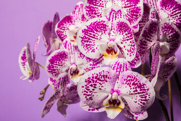Obraz na płótnie Canvas spotted orchid lush bloom on a purple background